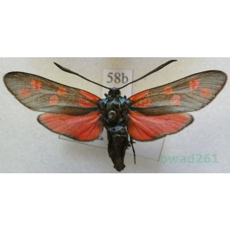 Zygaena filipendulae (Linnaeus, 1758) Kraśnik sześcioplamek Czech58b
